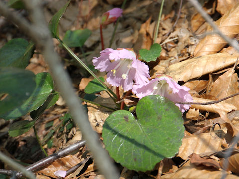 Shortia uniflora var. uniflora