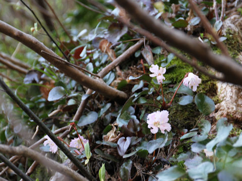 Shortia uniflora var. uniflora