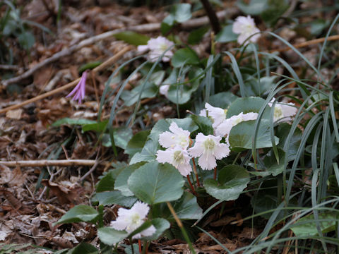 Shortia uniflora var. uniflora