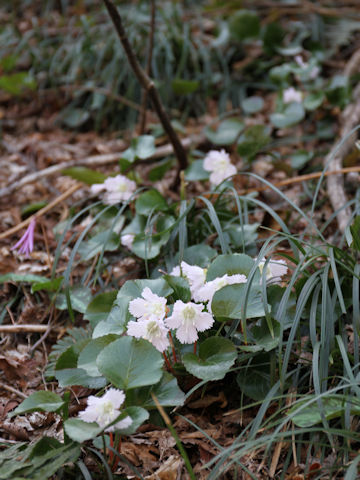 Shortia uniflora var. uniflora