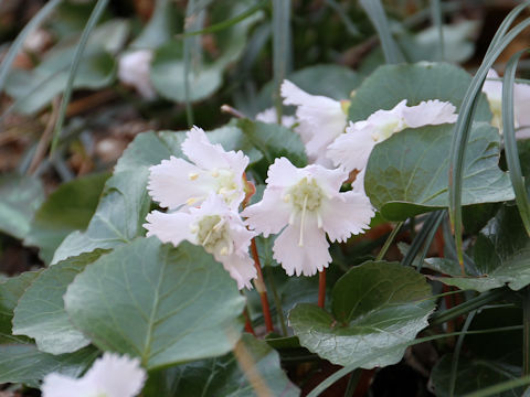 Shortia uniflora var. uniflora