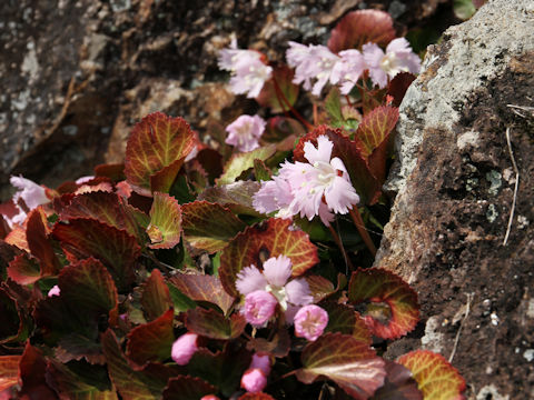 Shortia uniflora var. uniflora