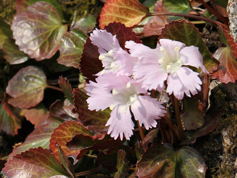 Shortia uniflora var. uniflora