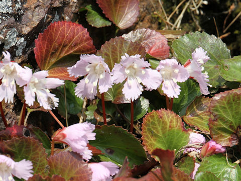 Shortia uniflora var. uniflora