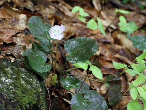 Shortia uniflora var. uniflora