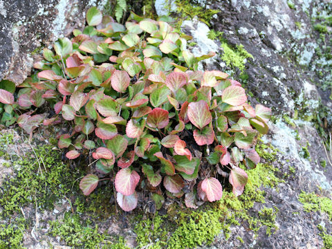 Shortia uniflora var. uniflora