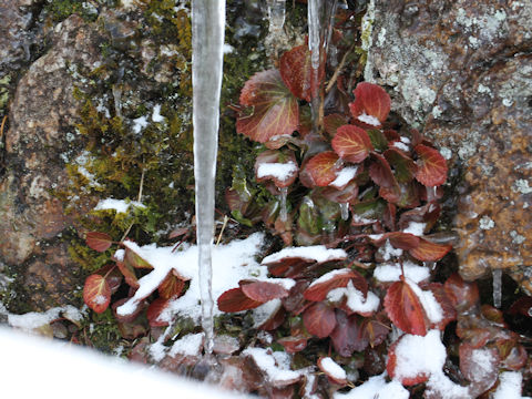 Shortia uniflora var. uniflora