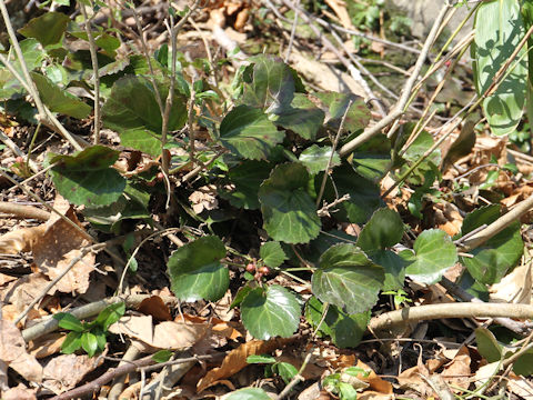 Shortia uniflora var. uniflora