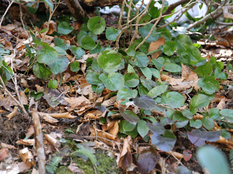 Shortia uniflora var. uniflora