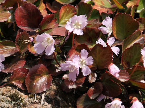 Shortia uniflora var. uniflora