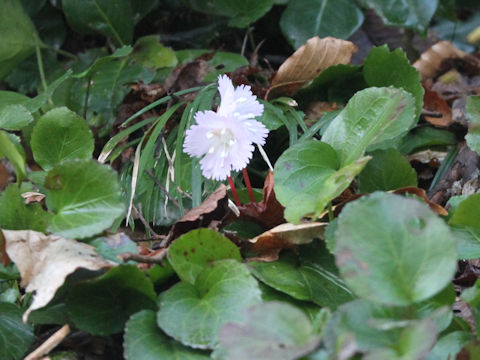 Shortia uniflora var. uniflora