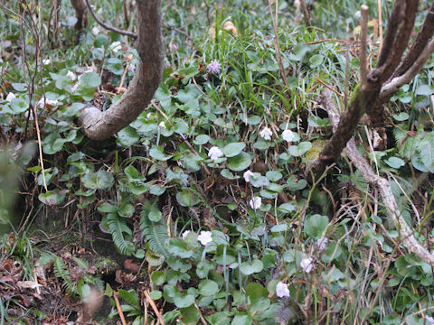 Shortia uniflora var. uniflora