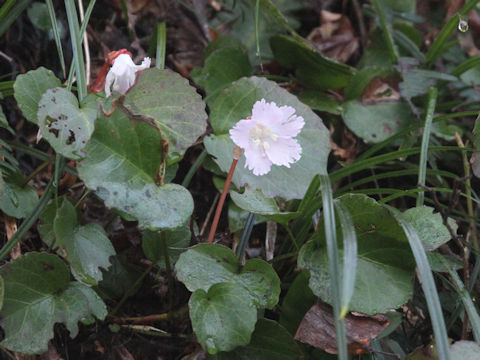 Shortia uniflora var. uniflora