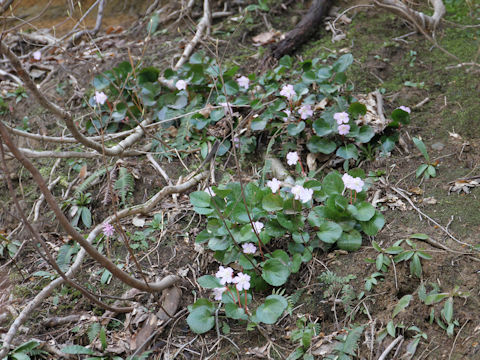 Shortia uniflora var. uniflora