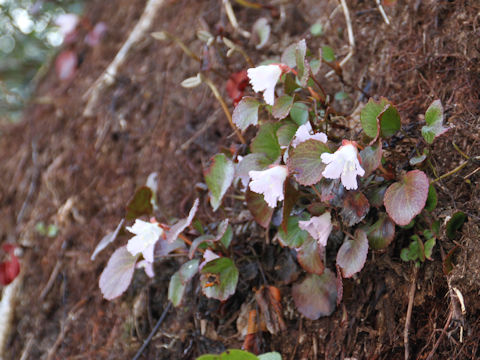 Shortia uniflora var. uniflora