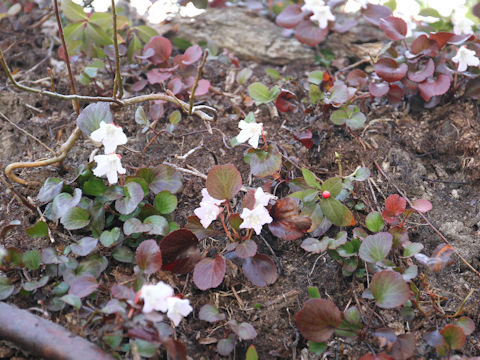 Shortia uniflora var. uniflora