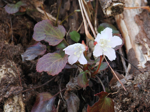 Shortia uniflora var. uniflora