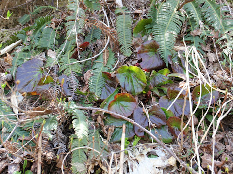 Shortia uniflora var. uniflora