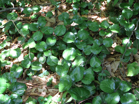 Shortia uniflora var. uniflora