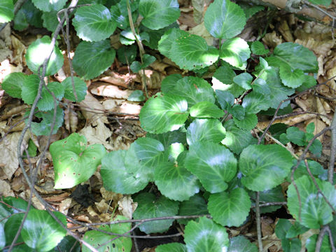 Shortia uniflora var. uniflora