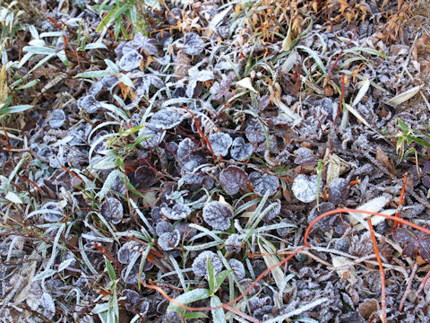 Shortia uniflora var. uniflora