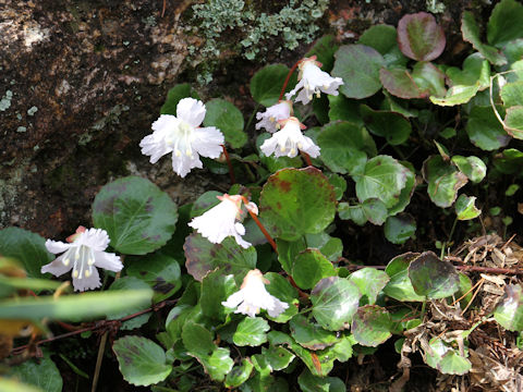 Shortia uniflora var. uniflora