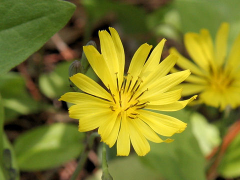 Ixeris debilis