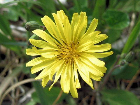 Ixeris debilis