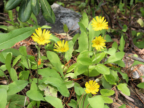 Ixeris debilis