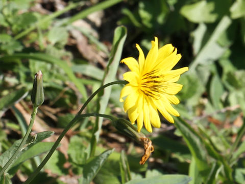 Ixeris debilis