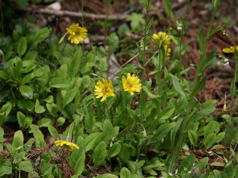 Ixeris debilis