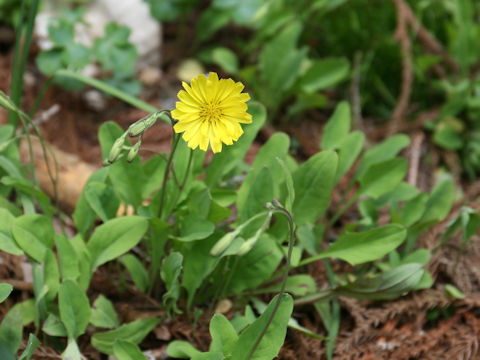 Ixeris debilis