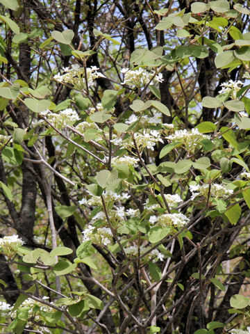 Viburnum furcatum