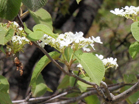 Viburnum furcatum