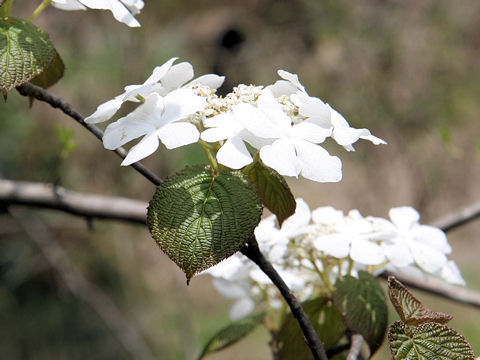 Viburnum furcatum