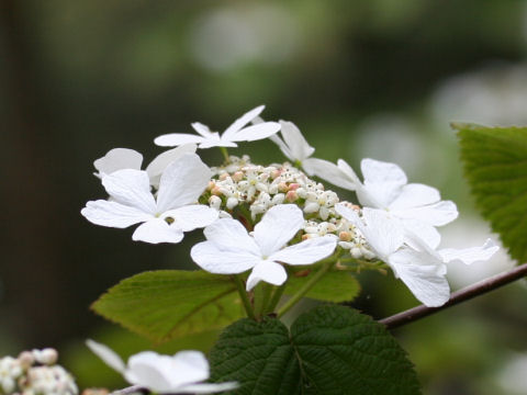 Viburnum furcatum