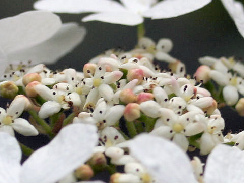 Viburnum furcatum