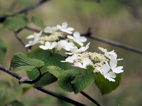 Viburnum furcatum