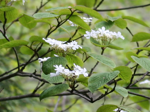 Viburnum furcatum