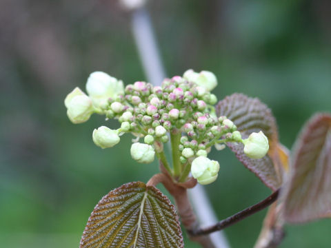 Viburnum furcatum