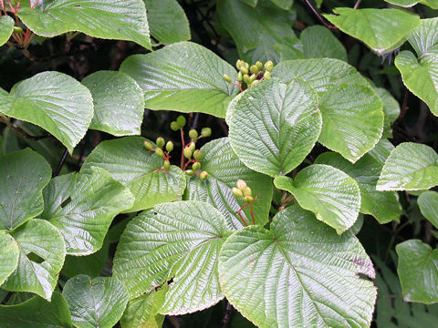 Viburnum furcatum