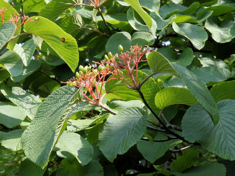 Viburnum furcatum