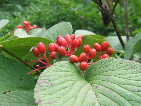 Viburnum furcatum