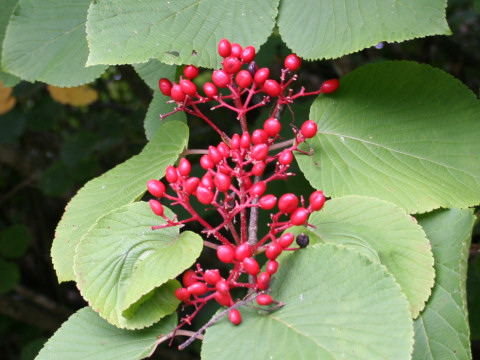 Viburnum furcatum