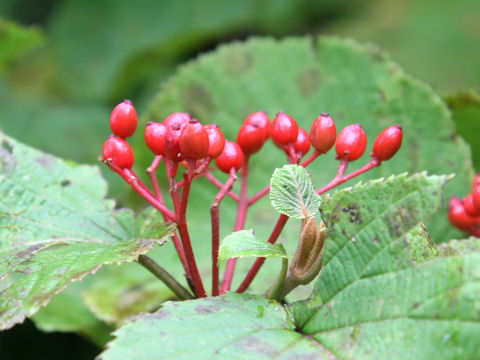 Viburnum furcatum