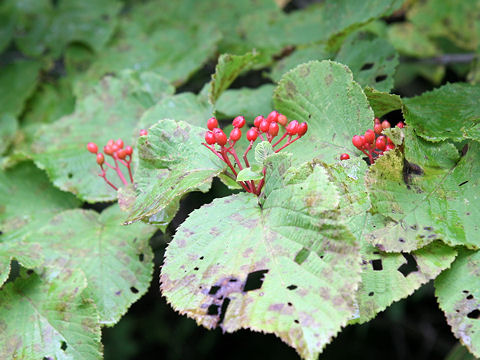 Viburnum furcatum