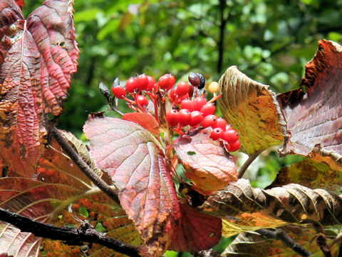 Viburnum furcatum