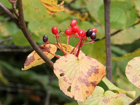 Viburnum furcatum