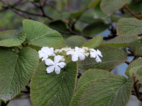 Viburnum furcatum