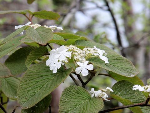 Viburnum furcatum